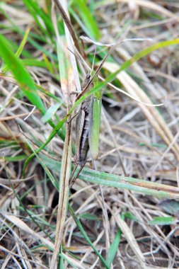 Çimlerin üzerinde çekirge