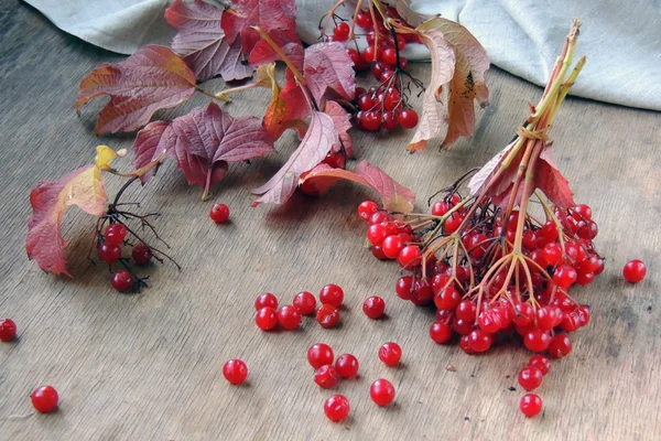 Red viburnum on wooden background — Stock Photo, Image