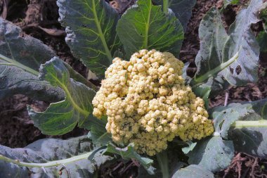 Sebze bahçesindeki karnabaharın yakın çekimi.