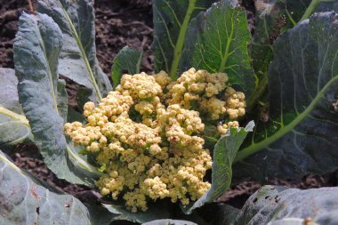 Sebze bahçesindeki karnabaharın yakın çekimi.