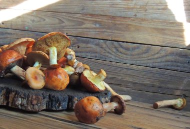 Masanın üzerinde yuvarlak bir tahta üzerinde taze toplanmış porcini mantarları..