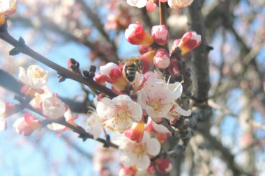 Yeşil arka planda çiçek açan büyük kiraz ağaçları.
