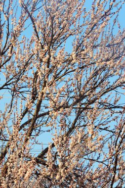 Yeşil arka planda çiçek açan büyük kiraz ağaçları.