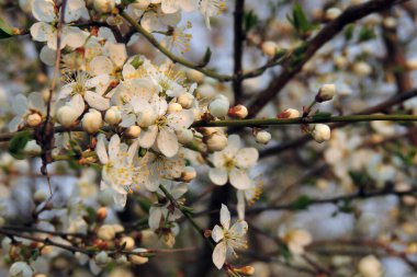 Yeşil arka planda çiçek açan büyük kiraz ağaçları.
