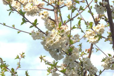 Yeşil arka planda çiçek açan büyük kiraz ağaçları.