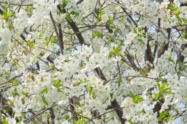 Yeşil arka planda çiçek açan büyük kiraz ağaçları.