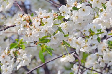 Yeşil arka planda çiçek açan büyük kiraz ağaçları.