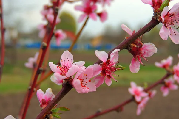 Peach flowers blossom in spring. Peach blossom.