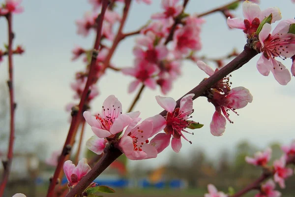 Peach flowers blossom in spring. Peach blossom.