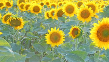 Gün batımında çiçek açan ayçiçeği tarlası