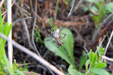 Orbweaver örümceği internette, fotoğraf Tayvan 'da çekildi.
