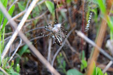 Orbweaver örümceği internette, fotoğraf Tayvan 'da çekildi.