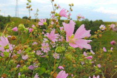 Güzel mor, pembe, kırmızı, kozmos çiçekleri bahçede çiçek açıyor mavi gökyüzü arka planda