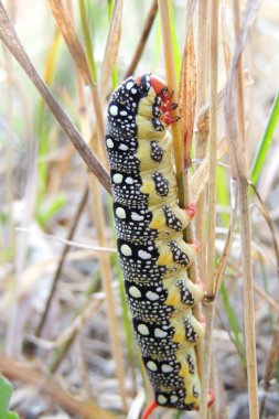 Güzel Machaon tırtılı yiyecek aramak için bir ot yaprağının üzerinde sürünür.