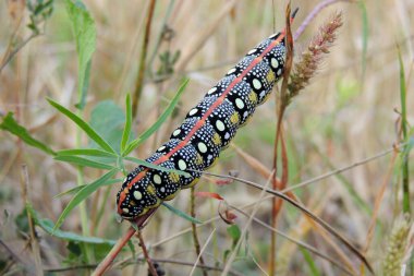 Güzel Machaon tırtılı yiyecek aramak için bir ot yaprağının üzerinde sürünür.