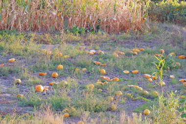 İngiltere, Hampshire, Wight Adası, Ekim 2019. Balkabakları hasat etmeye hazır olmaya yakın. Tipik Sonbahar sahnesi.