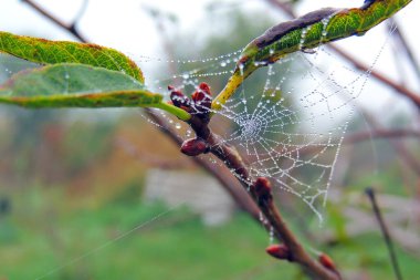 Çimenlerin üzerindeki çiy damlalarıyla örümcek ağları - seçici odak, boşluğu kopyala