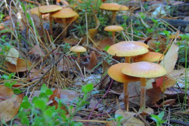 İngiltere 'nin Devon kırsalındaki Eggesford Ormanı' ndaki Shady Woodland Undergrowth 'da Uçan Agaric.