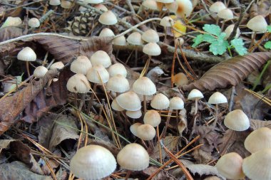İngiltere 'nin Devon kırsalındaki Eggesford Ormanı' ndaki Shady Woodland Undergrowth 'da Uçan Agaric.