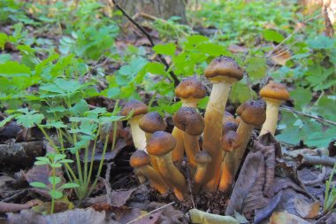 İngiltere 'nin Devon kırsalındaki Eggesford Ormanı' ndaki Shady Woodland Undergrowth 'da Uçan Agaric.