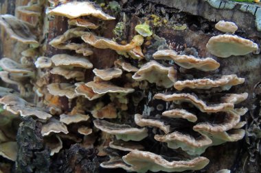 İngiltere 'nin Devon kırsalındaki Eggesford Ormanı' ndaki Shady Woodland Undergrowth 'da Uçan Agaric.