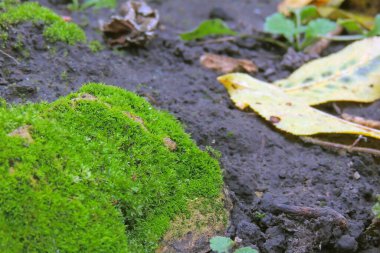 Ormanın zeminindeki ağacın yosunları ve tomurcukları. Orman zemininde. Orman zeminini kapat.