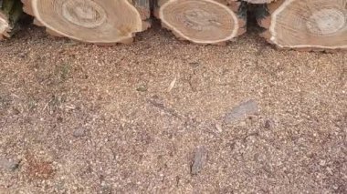 Kütükler, kar yağıyor, doğa., 