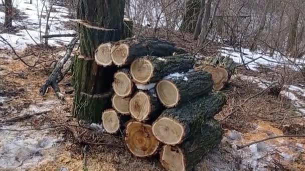 Hombres Cortan Leña Bosque Para Leña — Vídeos de Stock