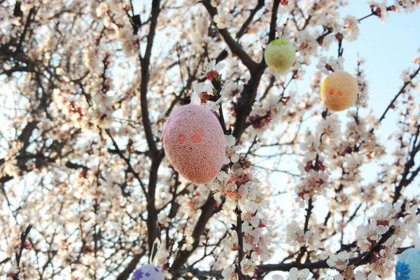 Süslü Paskalya Yumurtaları Sakura Dalında Sallanıyor Taze Çiçekler Açık Mavi — Stok fotoğraf