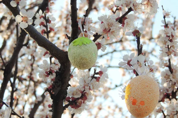 Süslü Paskalya Yumurtaları Sakura Dalında Sallanıyor Taze Çiçekler Açık Mavi — Stok fotoğraf