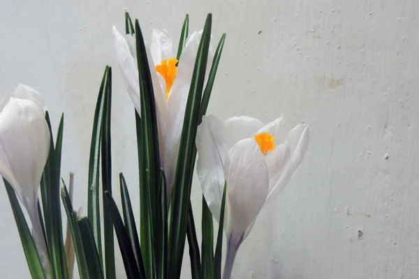 Una Pianta Vaso Fiore Croco Fiori Viola Petali Foglie Verdi — Foto Stock