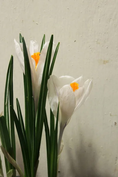 Una Pianta Vaso Fiore Croco Fiori Viola Petali Foglie Verdi — Foto Stock