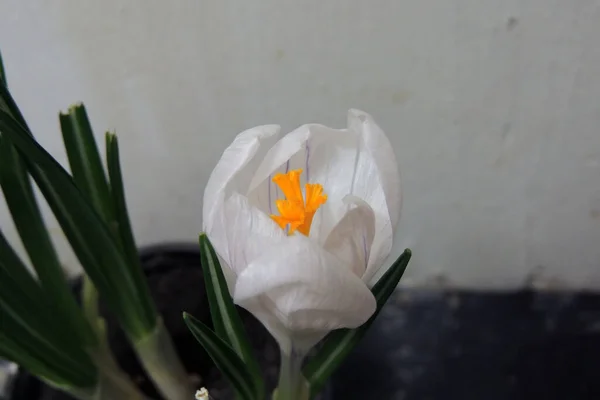 Una Planta Maceta Flor Azafrán Flores Púrpuras Pétalos Hojas Verdes — Foto de Stock