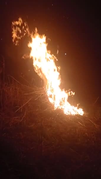 Oheň Hoří Noci Lese Táborák Hoří — Stock video