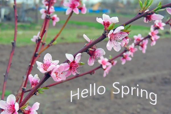 Decorative Easter Eggs Hanging Sakura Branch Tender Blossom Bright Blue — Stock Photo, Image