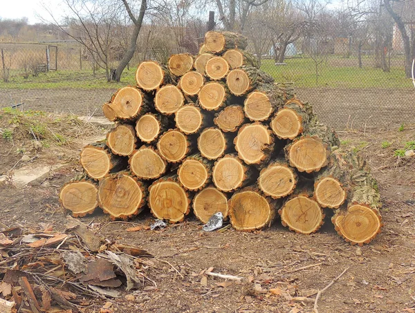 Troncos Madera Troncos Árboles Cortados Hierba Madera Aserrada — Foto de Stock