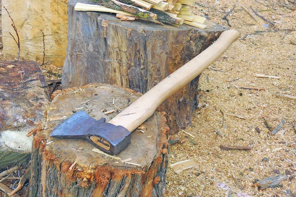 Troncos Madera Troncos Árboles Cortados Hierba Madera Aserrada —  Fotos de Stock