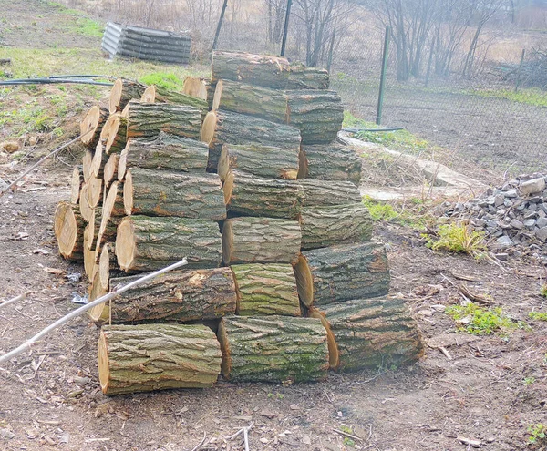 Ξύλινα Κούτσουρα Κομμένα Κορμούς Δέντρων Στο Γρασίδι Ξυλεία — Φωτογραφία Αρχείου