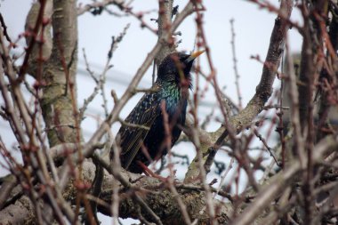 Kaleler geldi. İlkbaharda ağaçta bir sürü kuş. Dalların üzerinde oturan kaleler sürüsü. Ağaçlar mavi gökyüzüne karşı. Baharın kökeni. İlkbahar belirtileri.