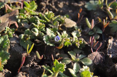 Dağ manzarasında mor kruvazörler. Vahşi doğada ilk bahar çiçekleri yetişiyor..