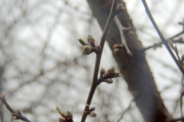 İlk bahar nazik yapraklar, tomurcuklar ve dallar makro arkaplan