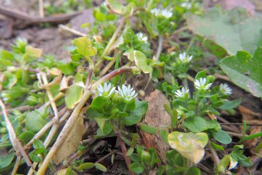 Dağ manzarasında mor kruvazörler. Vahşi doğada ilk bahar çiçekleri yetişiyor..