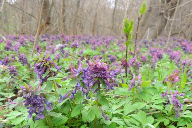 Dağ manzarasında mor kruvazörler. Vahşi doğada ilk bahar çiçekleri yetişiyor..