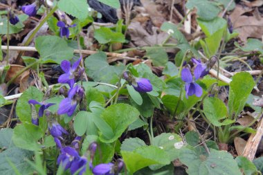 Dağ manzarasında mor kruvazörler. Vahşi doğada ilk bahar çiçekleri yetişiyor..
