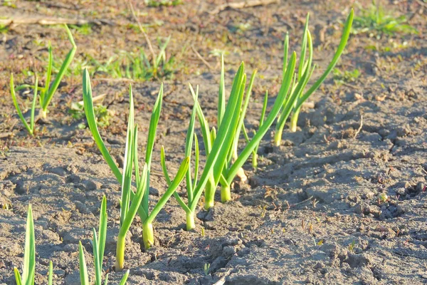Alho Cultivado Primavera Cultivo Alho Verde Agricultura — Fotografia de Stock