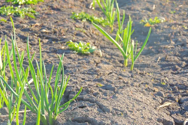 Tavasszal Termesztett Fokhagyma Zöld Fokhagyma Termesztése Mezőgazdaságban — Stock Fotó