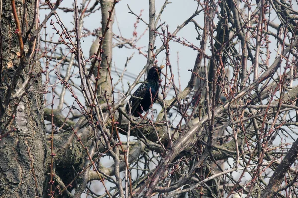 Die Saatkrähen Sind Viele Vögel Auf Bäumen Frühling Auf Den — Stockfoto