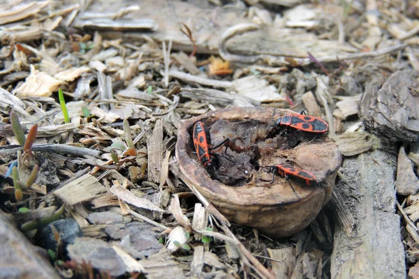 Deux Scarabées Rouges Sur Une Souche Bois Photographiée Près — Photo