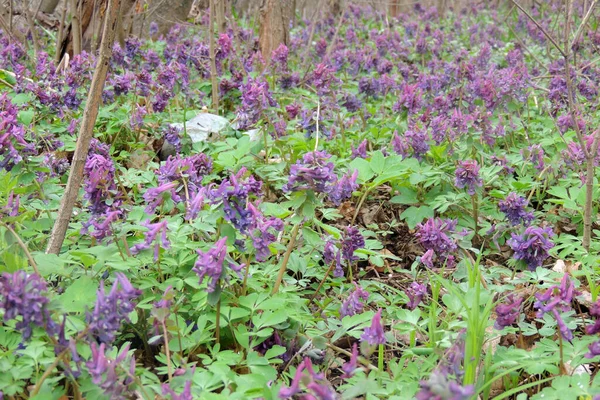 Purple crocuses in the mountain landscape . First spring flowers are growing in wildlife.