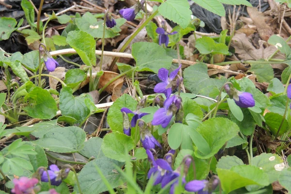 Fioletowe Krokusy Górskim Krajobrazie Pierwsze Wiosenne Kwiaty Rosną Wśród Dzikiej — Zdjęcie stockowe